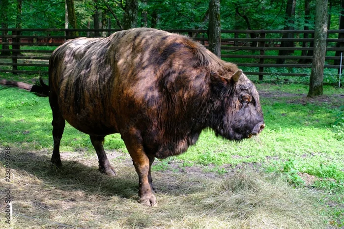 Жубронь: что скрывает советский проект по созданию нового вида?