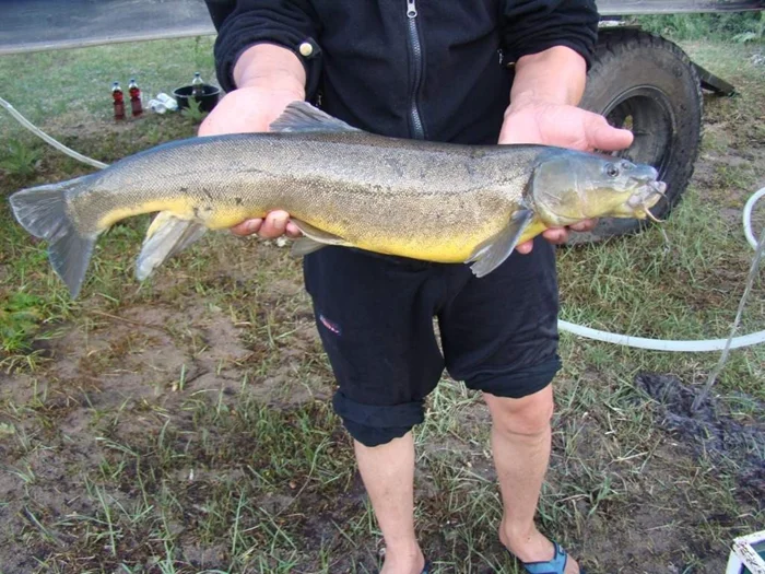 Почему маринка опасна? Ядовитый карп и его особенности