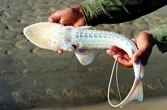 Удивительный лжелопатонос: обитатель мутных вод Узбекистана