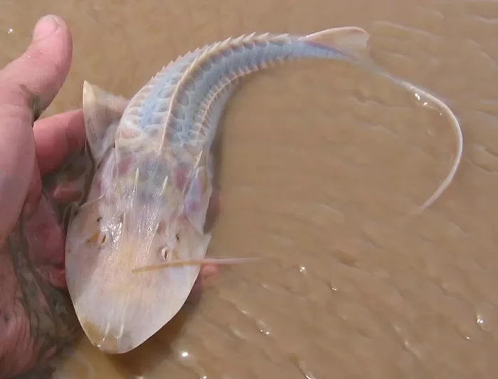 Удивительный лжелопатонос: обитатель мутных вод Узбекистана