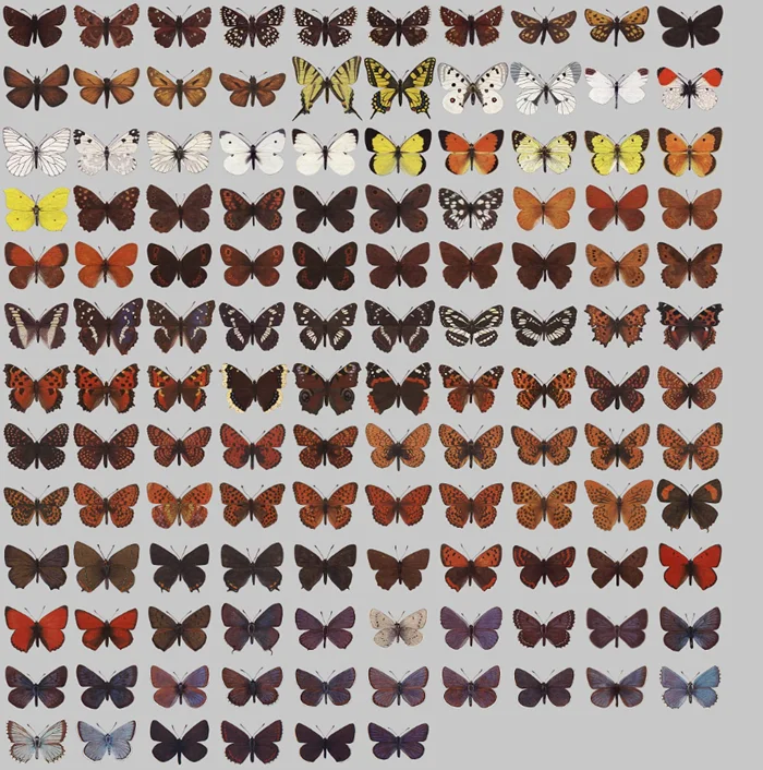 Самые фантастические мотыльки России: пятёрка удивительных видов