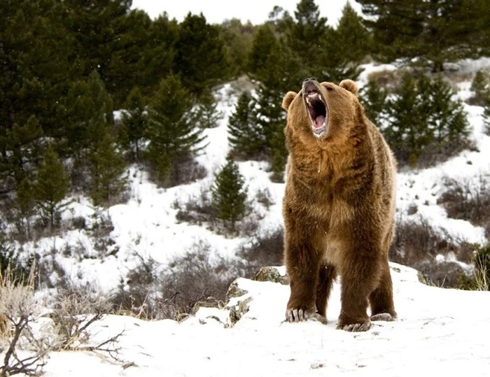 Медведь-шатун: почему он просыпается зимой и чем это опасно?