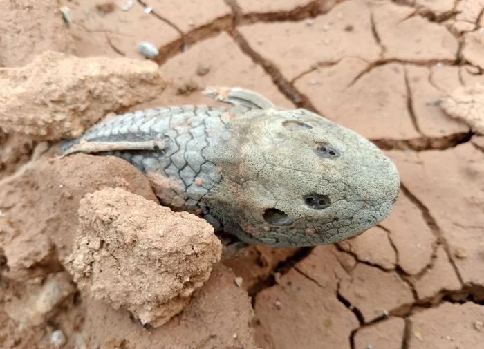 Рыбы-мумии: миф или реальность о кольчужных сомах?