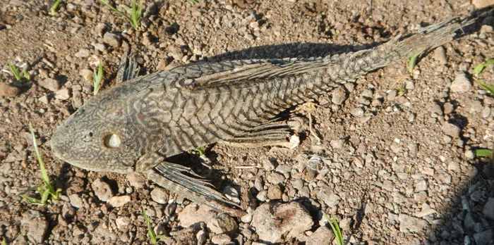 Рыбы-мумии: миф или реальность о кольчужных сомах?