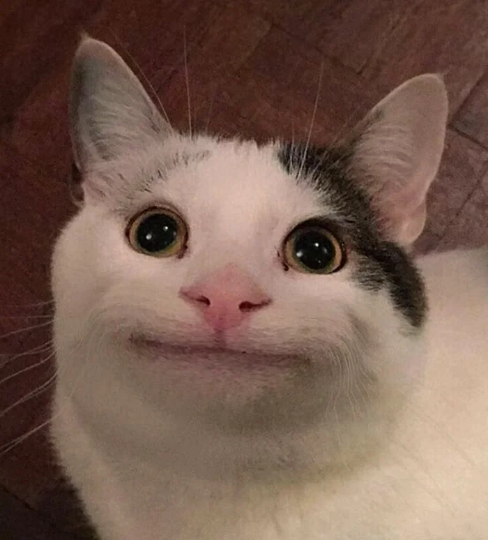 Что такое смещённая активность и как она проявляется у животных?