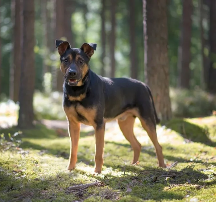 Немецкая овчарка + ротвейлер: почему малховер вызывает проблемы?