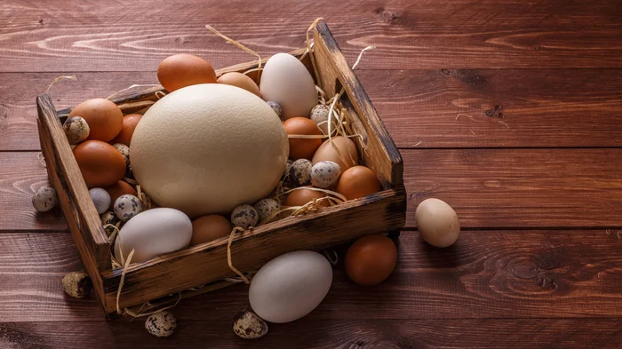 Где яйца индеек? Причины их отсутствия на прилавках