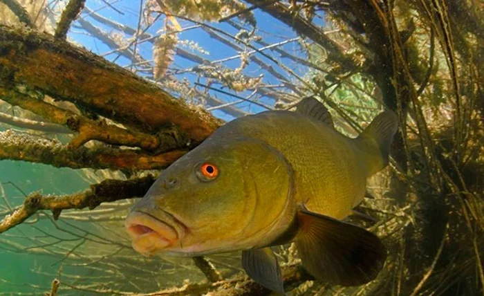 Почему линя называют «доктором»? Секрет лечебной слизи рыбы