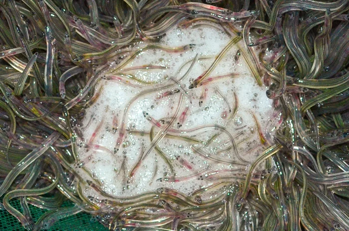 Угри и их размножение: почему их не удаётся разводить в неволе?