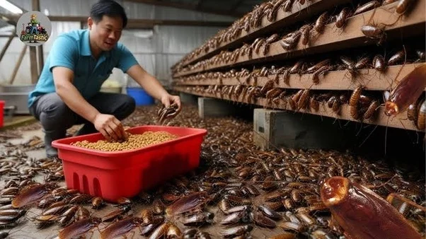 Новый тренд: почему китайцы массово разводят тараканов