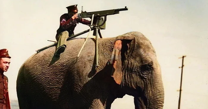 Последняя слоновая армия XIX века: почему тактика потерпела крах