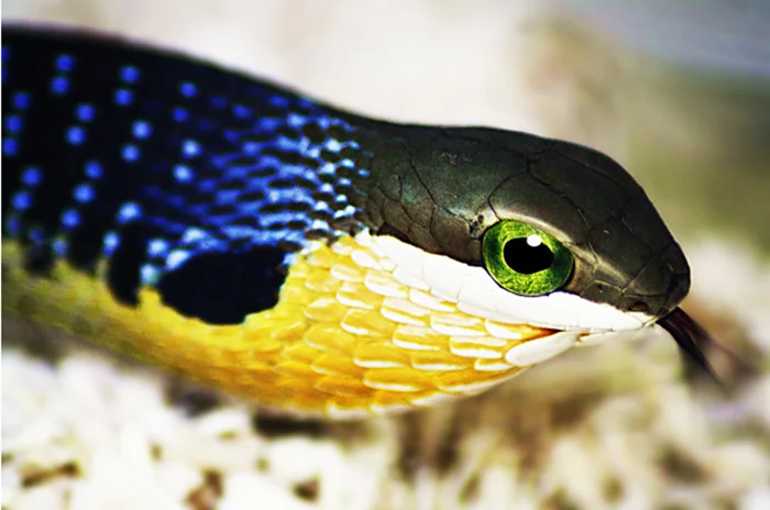 Когда учёные рисковали жизнью ради знаний: опасные эксперименты