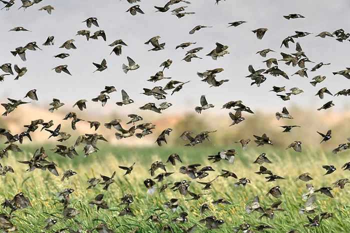 Выживание воробья: как птица живёт на самом низу пищевой цепи