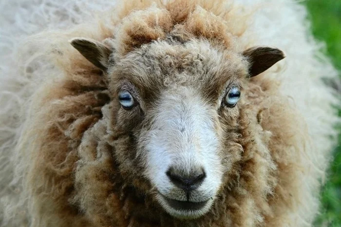 Почему у коз и овец прямоугольные зрачки: тайна их зрения