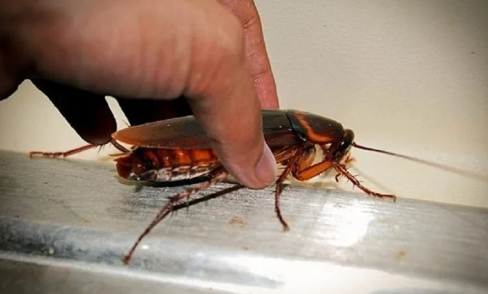 Почему тараканы исчезли из домов в 2000-х и почему они возвращаются сейчас