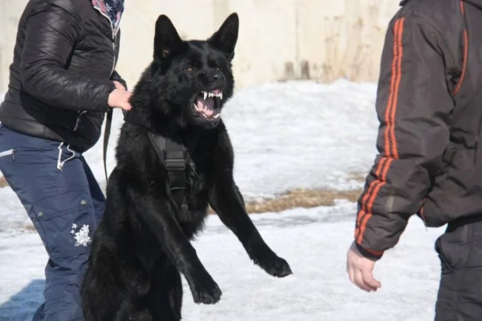 Чем Восточноевропейская овчарка превзошла немецкую?