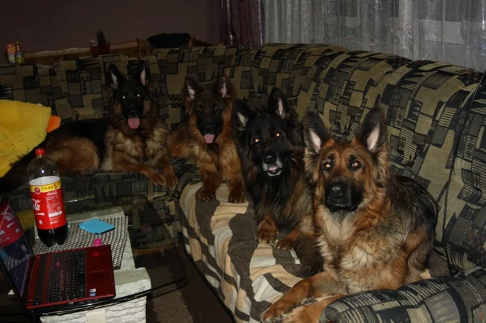 Чем Восточноевропейская овчарка превзошла немецкую?