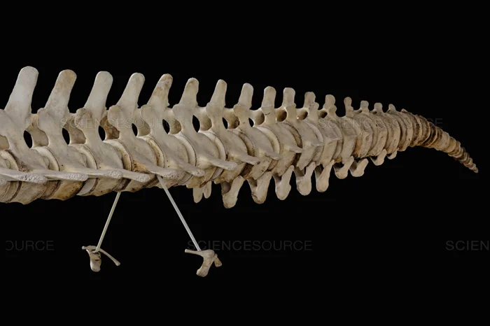 Сколько пальцев у животных? От нуля до шести и необычные мутации