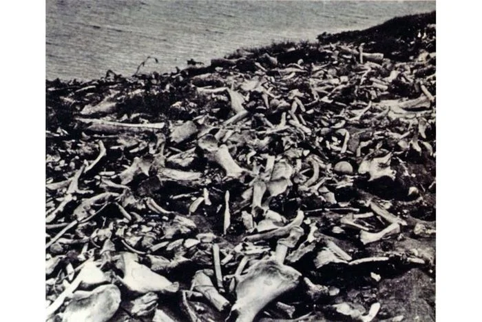 Уникальное кладбище мамонтов: загадка Бёрёлёха