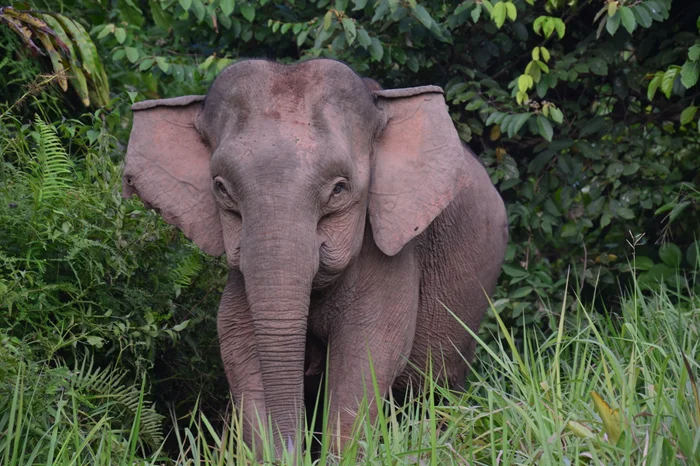 Добрые гиганты, ставшие крошками: карликовый слон и его тайна
