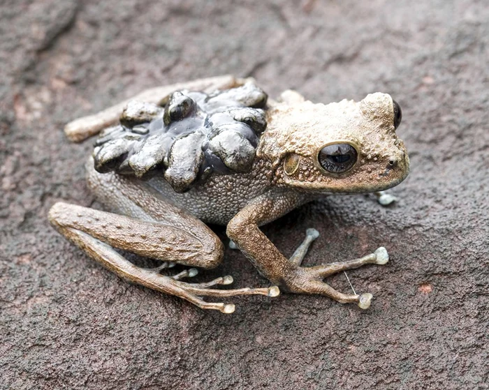 Хемифрактиды: лягушки, которые носят детей на спине