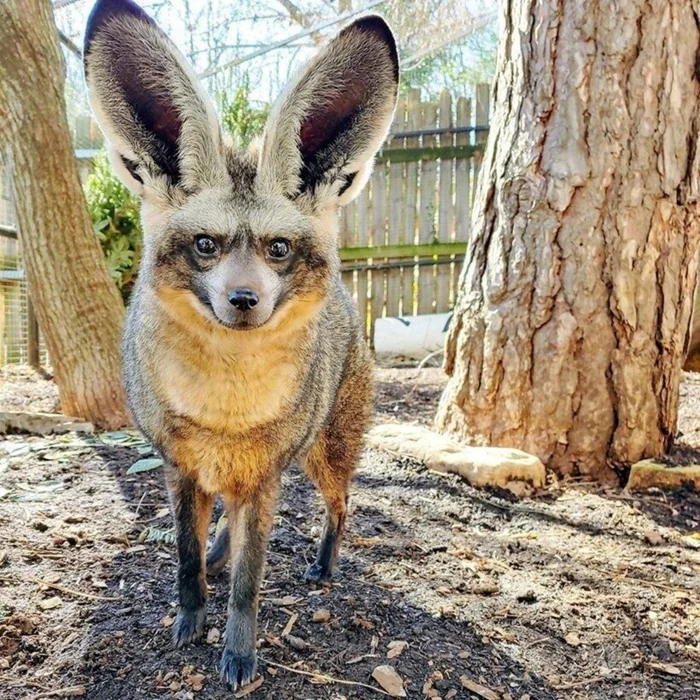 Не лиса! Тайна большеухого зверя, о котором все ошибались