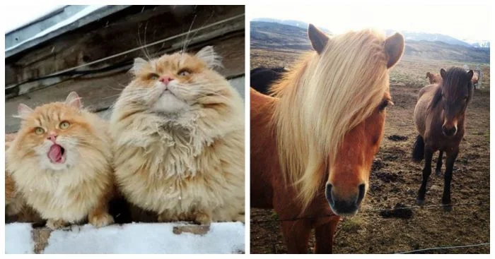 Когда животные объединяются: 15 трогательных и крутых случаев