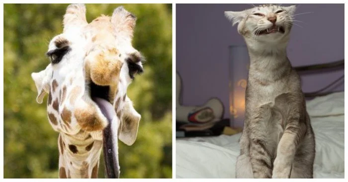 Когда братья наши меньшие вызывают смех: 15 уморительных случаев