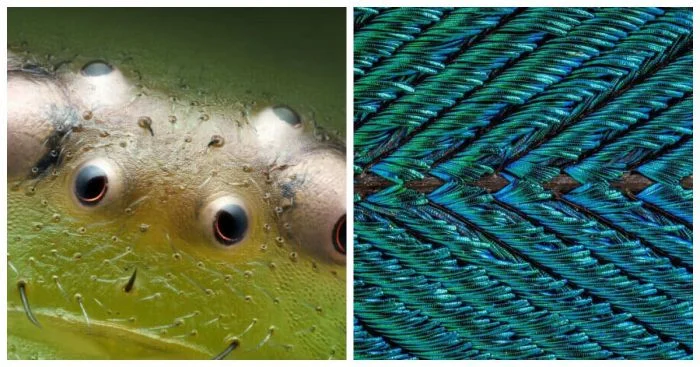 Мир под микроскопом: 17 лучших работ конкурса фотомикрографии 2024