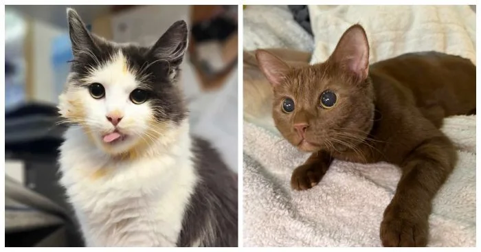 Кошачье обаяние: 22 пушистых хитреца, ждущих вашего внимания