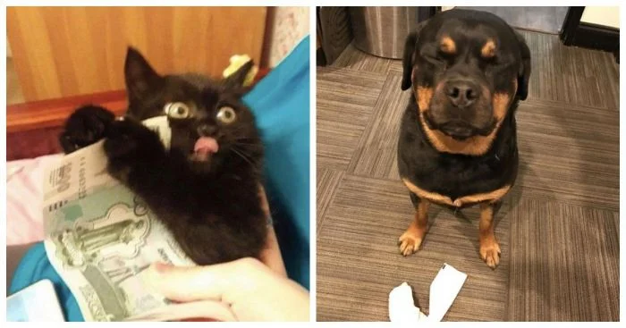 Когда симпатяги не понимают, за что их ругают: 20 забавных моментов