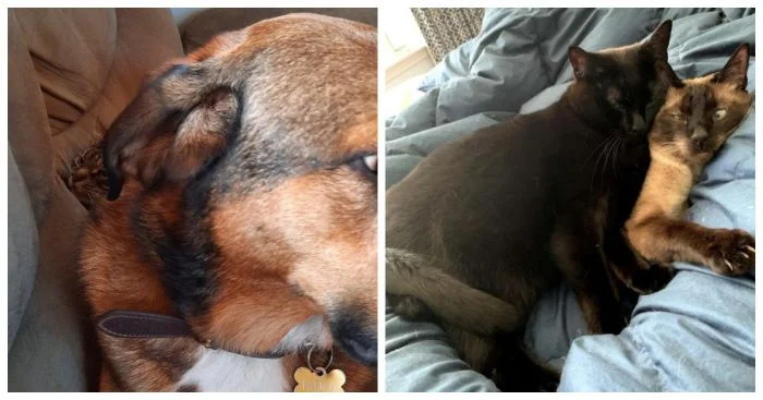 25 случаев, когда питомцы делят дом с разной степенью успеха