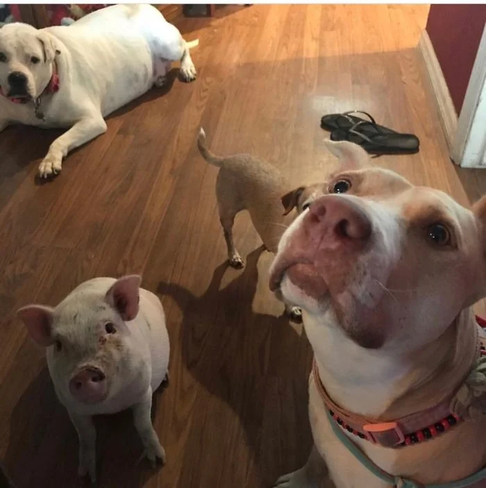 25 случаев, когда питомцы делят дом с разной степенью успеха