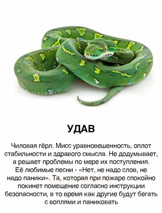 «Девушки-змеи»: как интернет нашёл новое сравнение