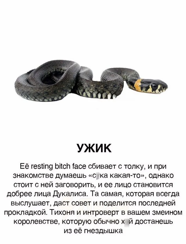 «Девушки-змеи»: как интернет нашёл новое сравнение