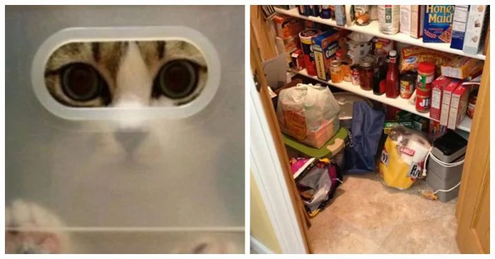 Коты и искусство мимикрии: 20 забавных попыток слиться с окружением