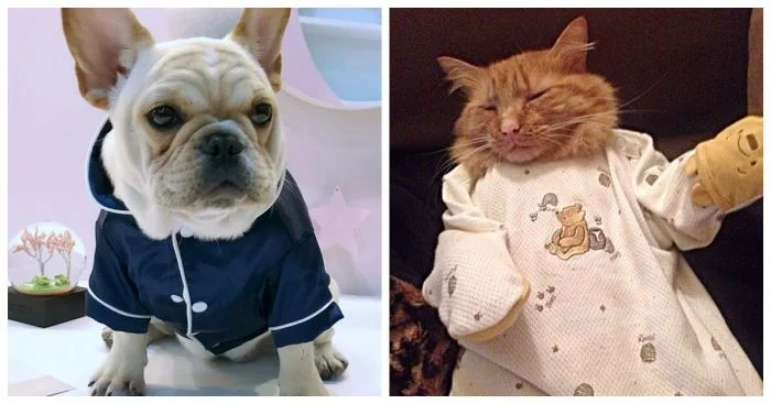 Пижамный протест: 25+ ценителей моды, лишившихся выбора