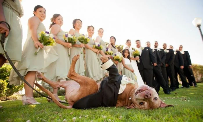 Особые гости на свадьбе: 30 примеров ярких и трогательных церемоний