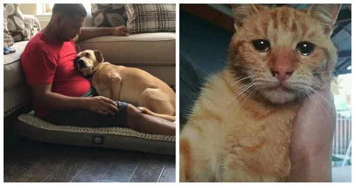 Трогательные моменты: 20 фотографий спасённых животных