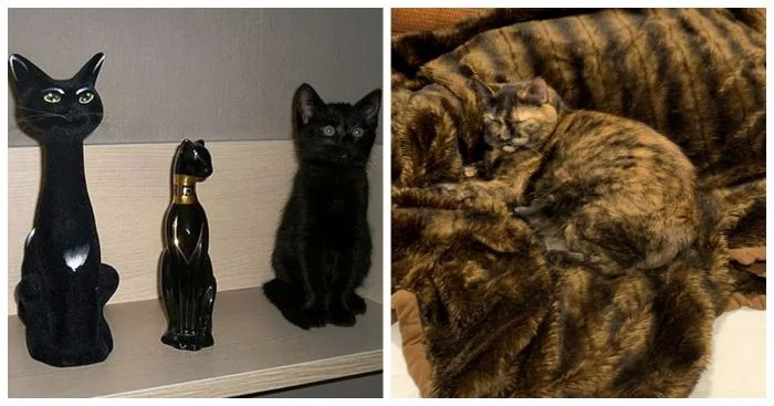 Котики-невидимки: 25 примеров гениальной маскировки