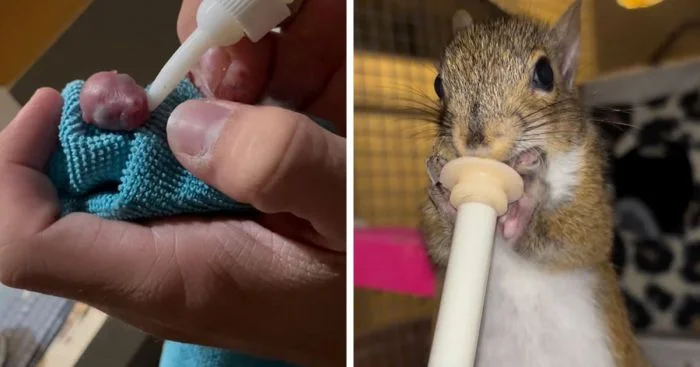 В траве он заметил крошечное создание и решил приютить его