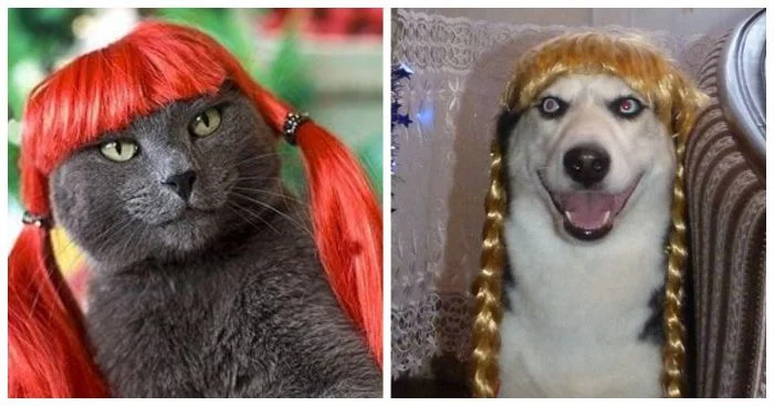 Любимцы в париках: 22+ причудливых и очаровательных образа