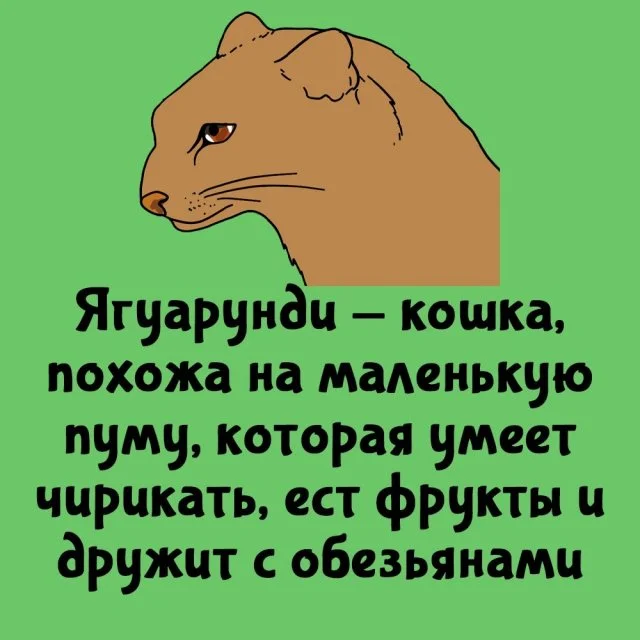 Факты для каждого дня