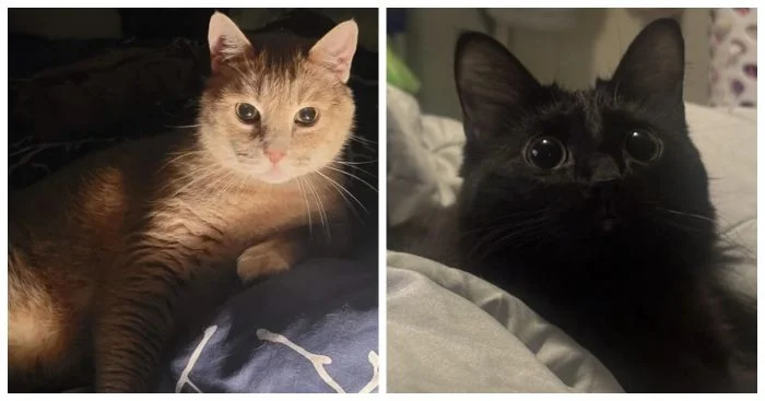 Котики-философы: 20 пушистых мыслителей