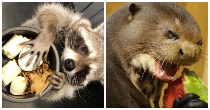 Смешные животные в поисках лакомств