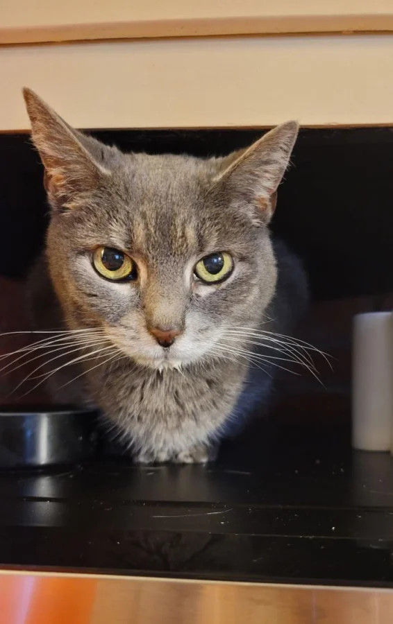 Когда котики философствуют: 20 кадров с задумчивыми пушистиками