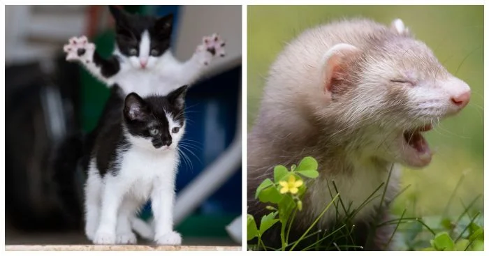 Зверушки с чувством юмора: 15 кандидатов на карьеру комика