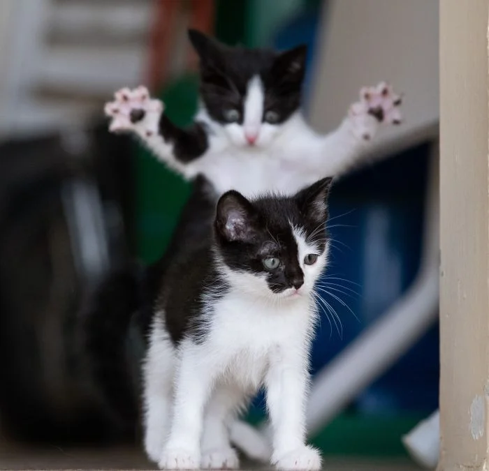 Зверушки с чувством юмора: 15 кандидатов на карьеру комика