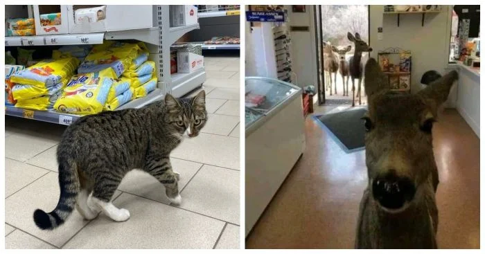 Когда шопинг превращается в шоу: 20 смешных покупателей