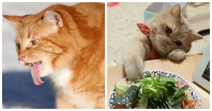 Новая еда — новые разочарования: 20 забавных котиков